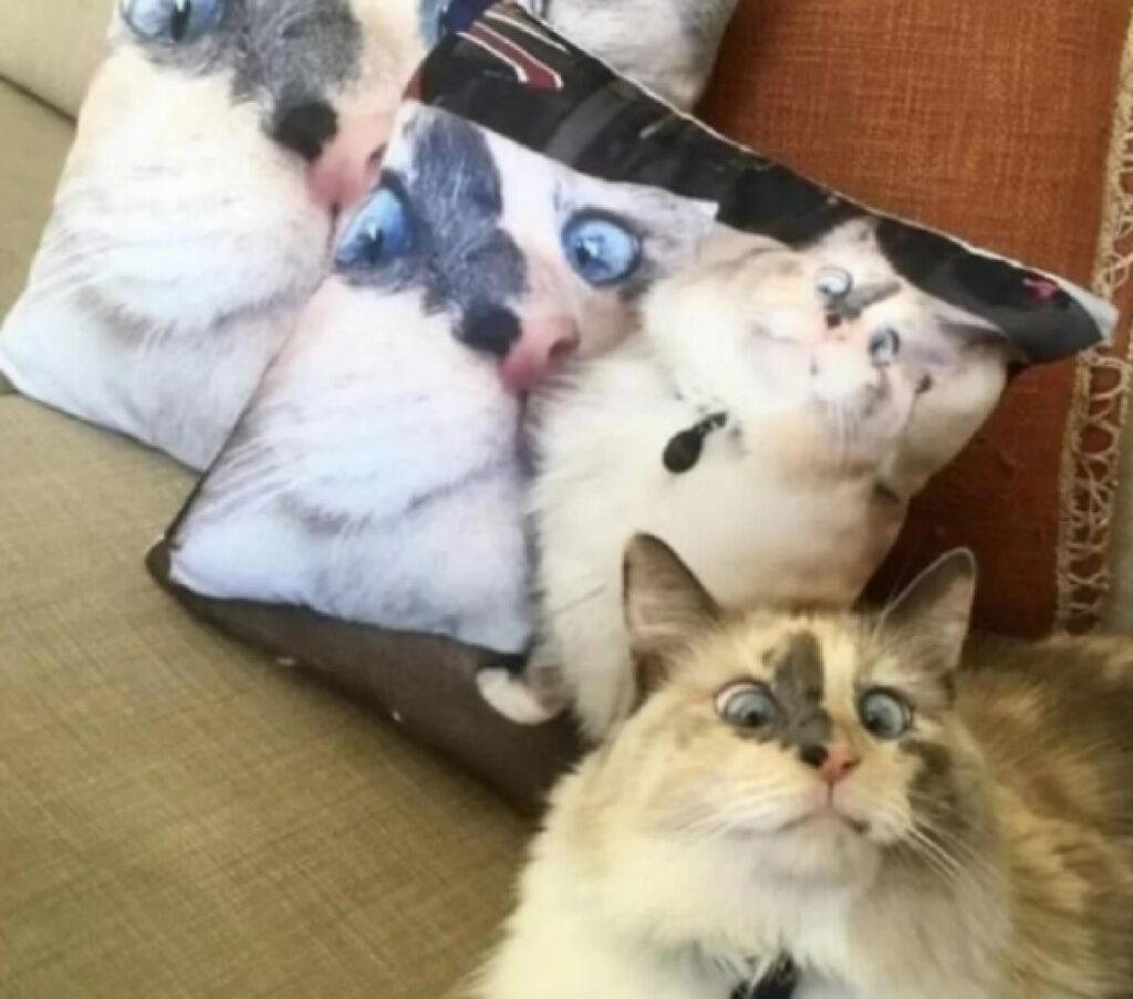 gatto cuscini con faccia 