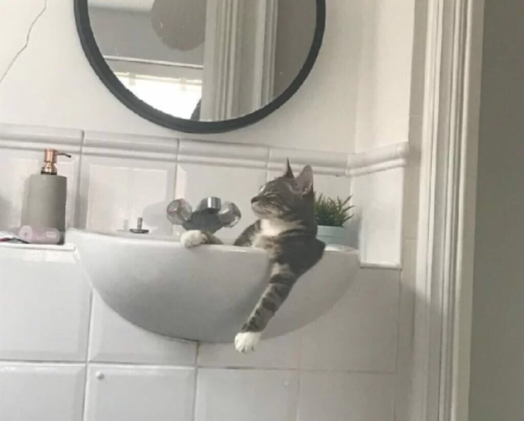 gatto lavandino diventa vasca 