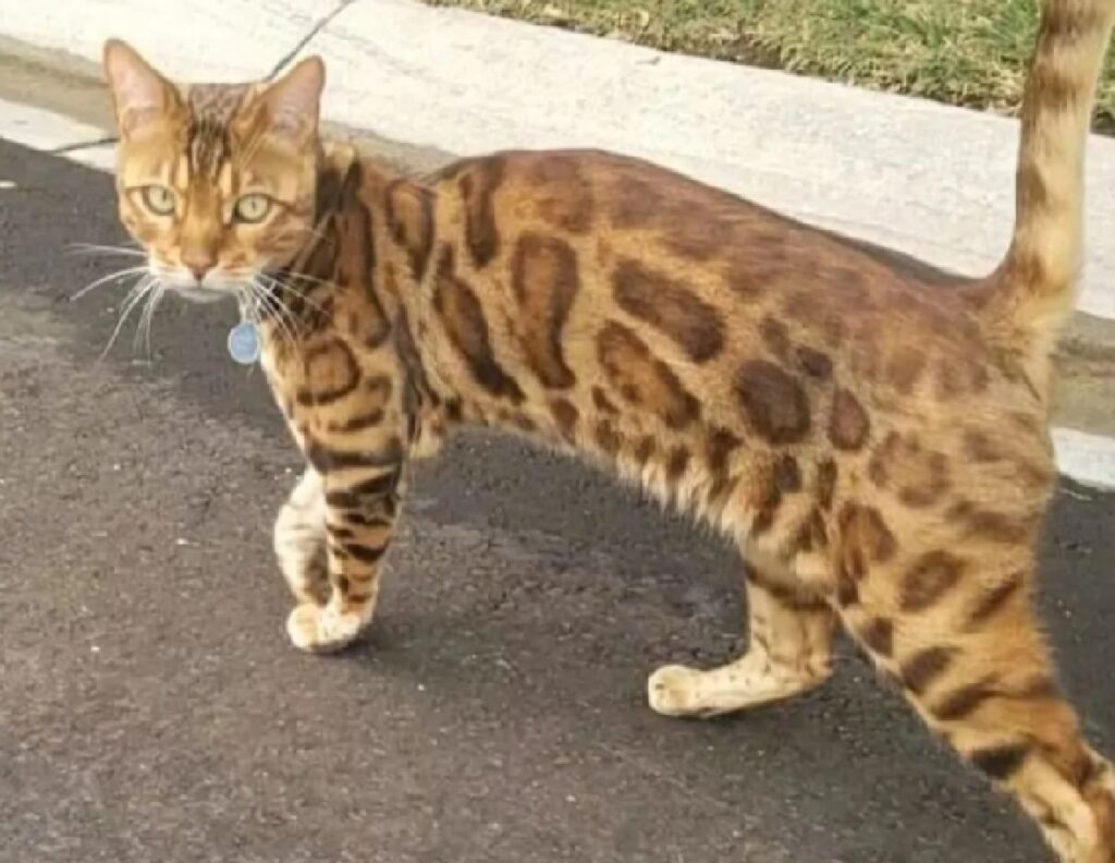 gatto dal pelo maculato 