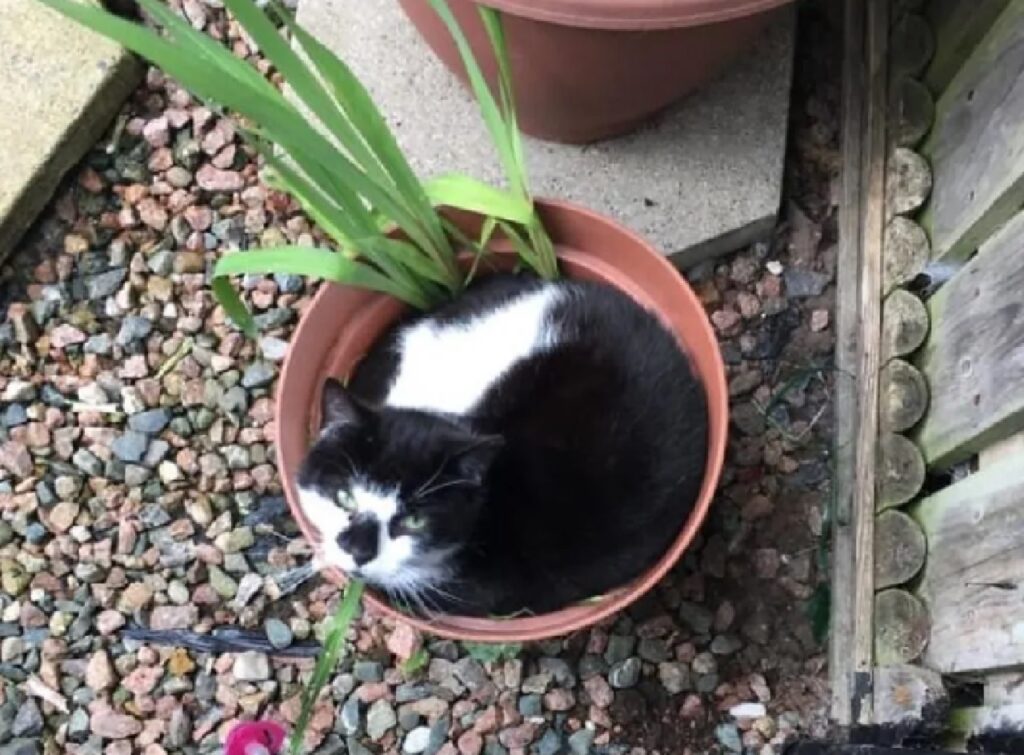 gatto su un vaso con pianta 