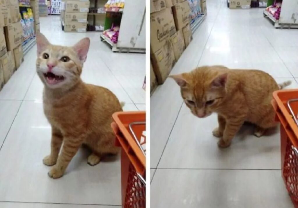 gatto rosso dentro supermercato 