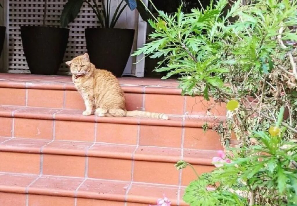 gatto rosso su scale mattonate 
