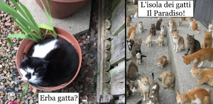 gatti che hanno messo zampa ovunque