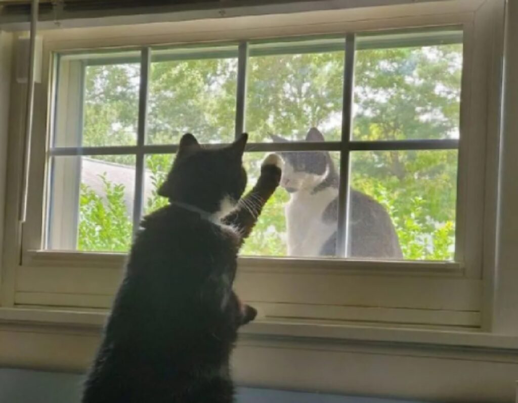 gatto nero incontra altro gatto 