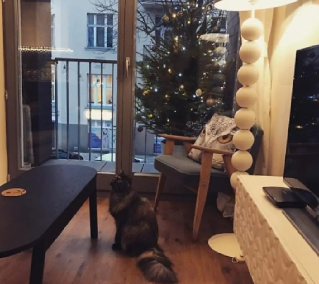gatto fuori c'è albero natalizio 