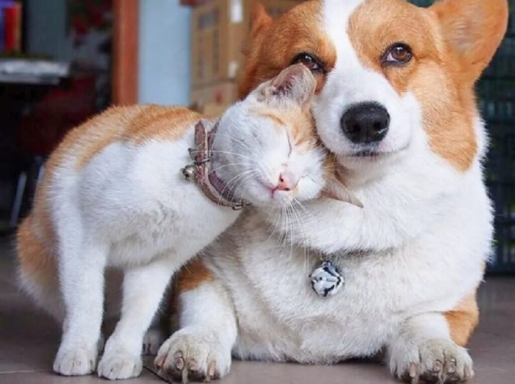 gatto rosso bianco con cucciolo 