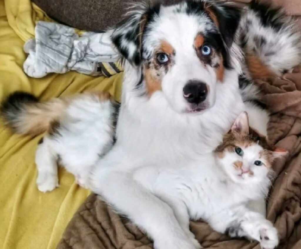 gatto e cane pastore australiano 