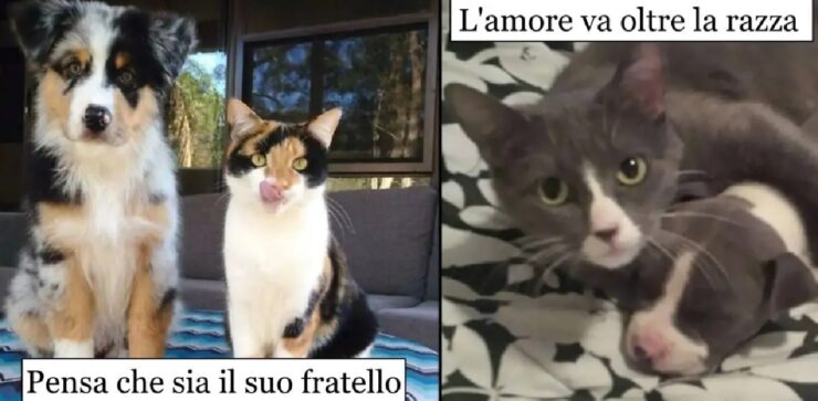 gatti che hanno finalmente l'amico speciale