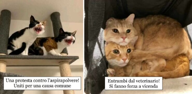 gatti che quando sono insieme sorprendono