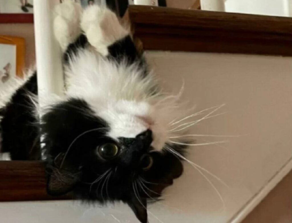 gatto gioca sulle scale 