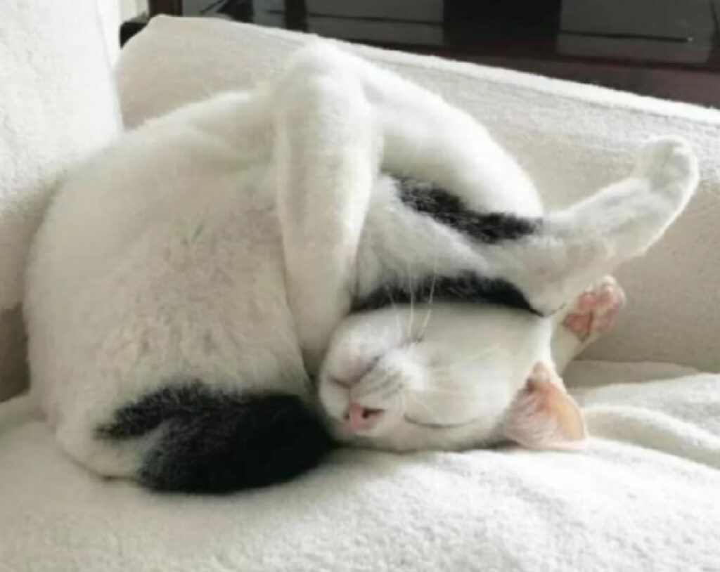 gatto pratica in contorsionismo 