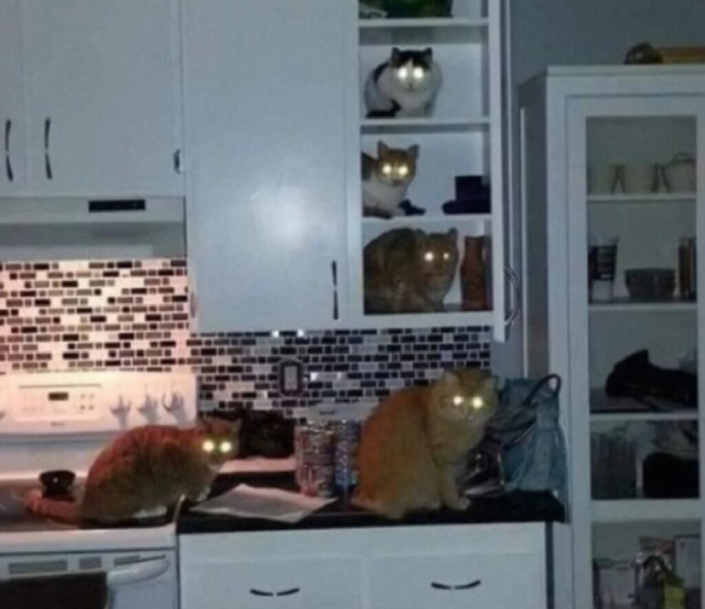 gatti in gruppo nella cucina 