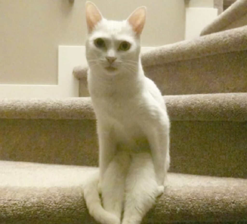 gatto bianco seduto su scale 