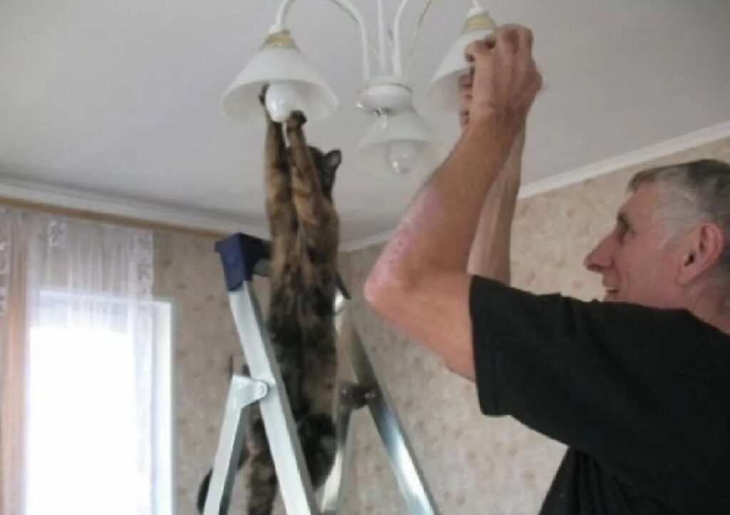gatto avvita le lampade 