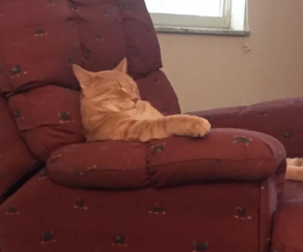 gatto rosso riposa poltrona 