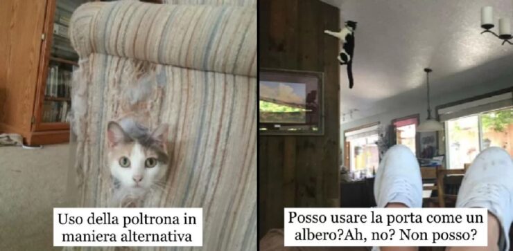 CUCCIOLO GATTO PORTA TELECOMANDO - Per la casa e per te - Amici