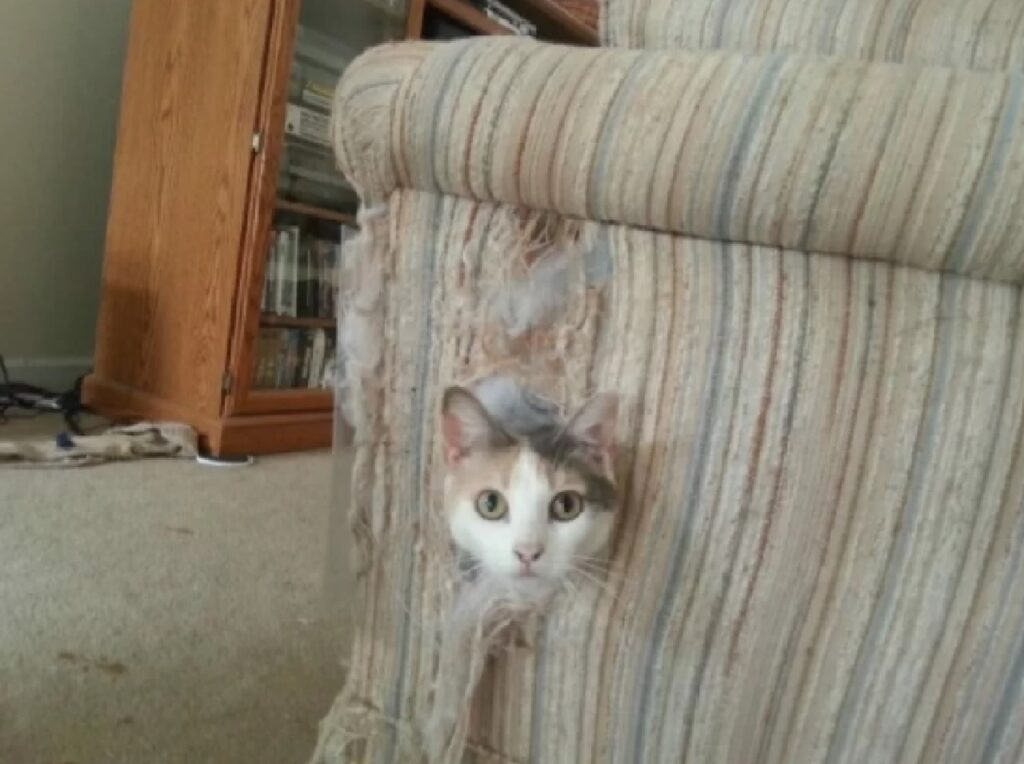 gatto sbuca da divano 