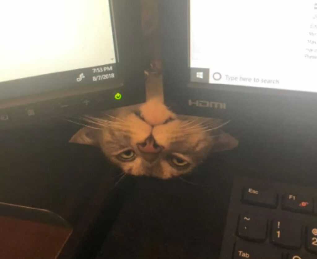gatto sotto monitor accesi 