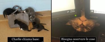 gatti che non sanno cosa sia il contegno