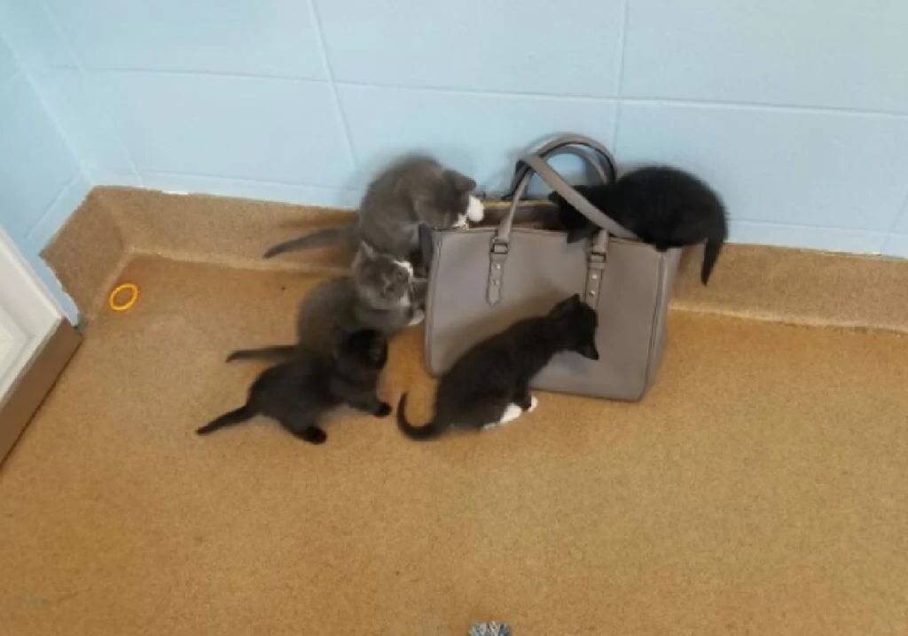 gatti assaltano una borsa 