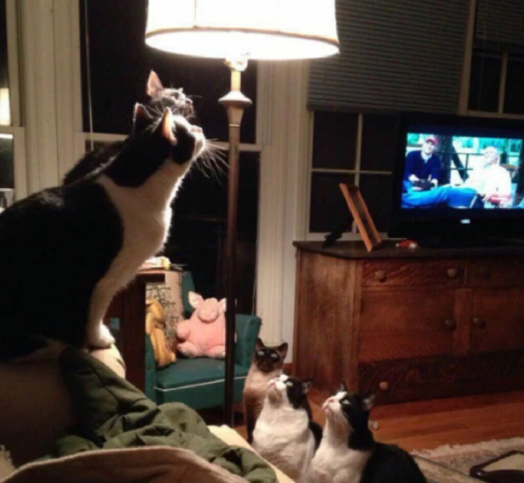 gatti sotto una lampada 