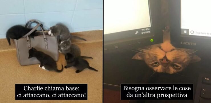 gatti che non sanno cosa sia il contegno