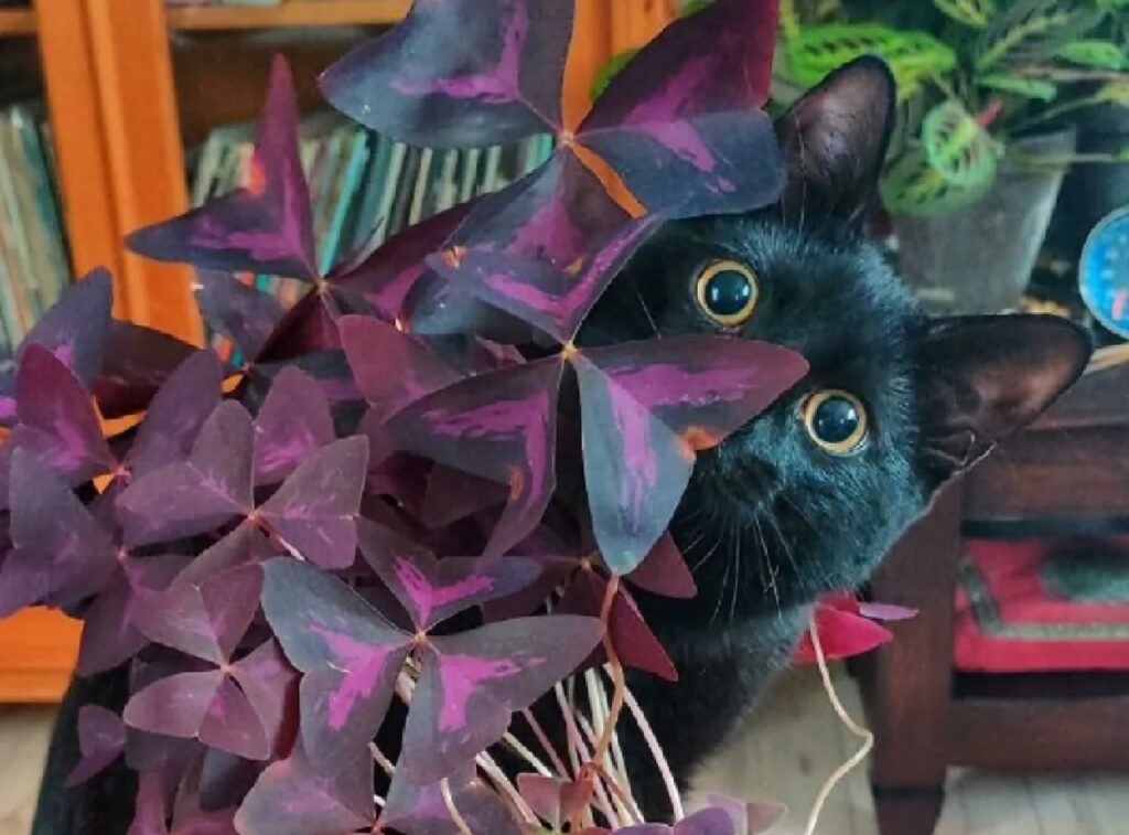 gatto nero dietro fiori viola 