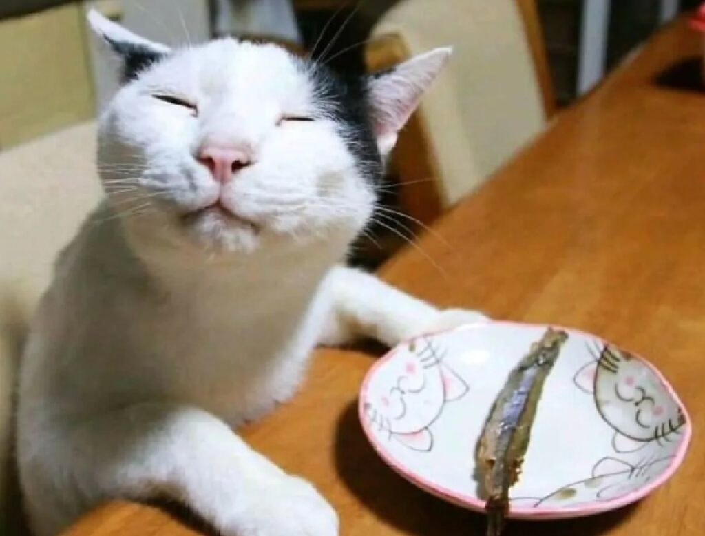 gatto apprezza pesce 