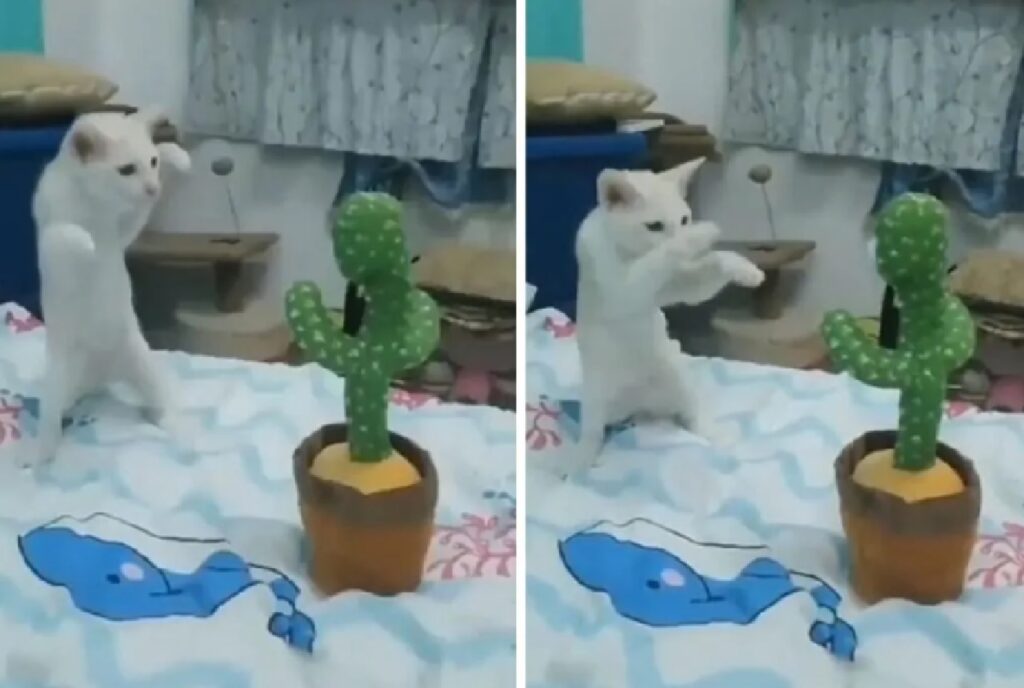 gatto incontro box pianta finta 