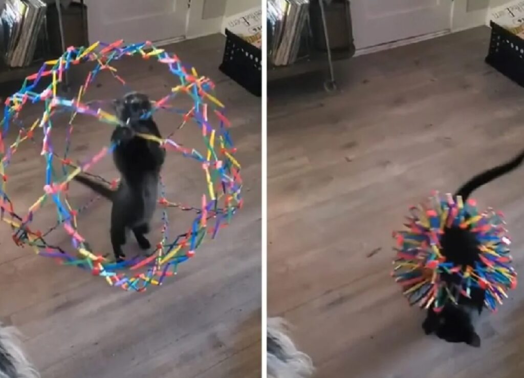 gatto intrappolato palla colorata 