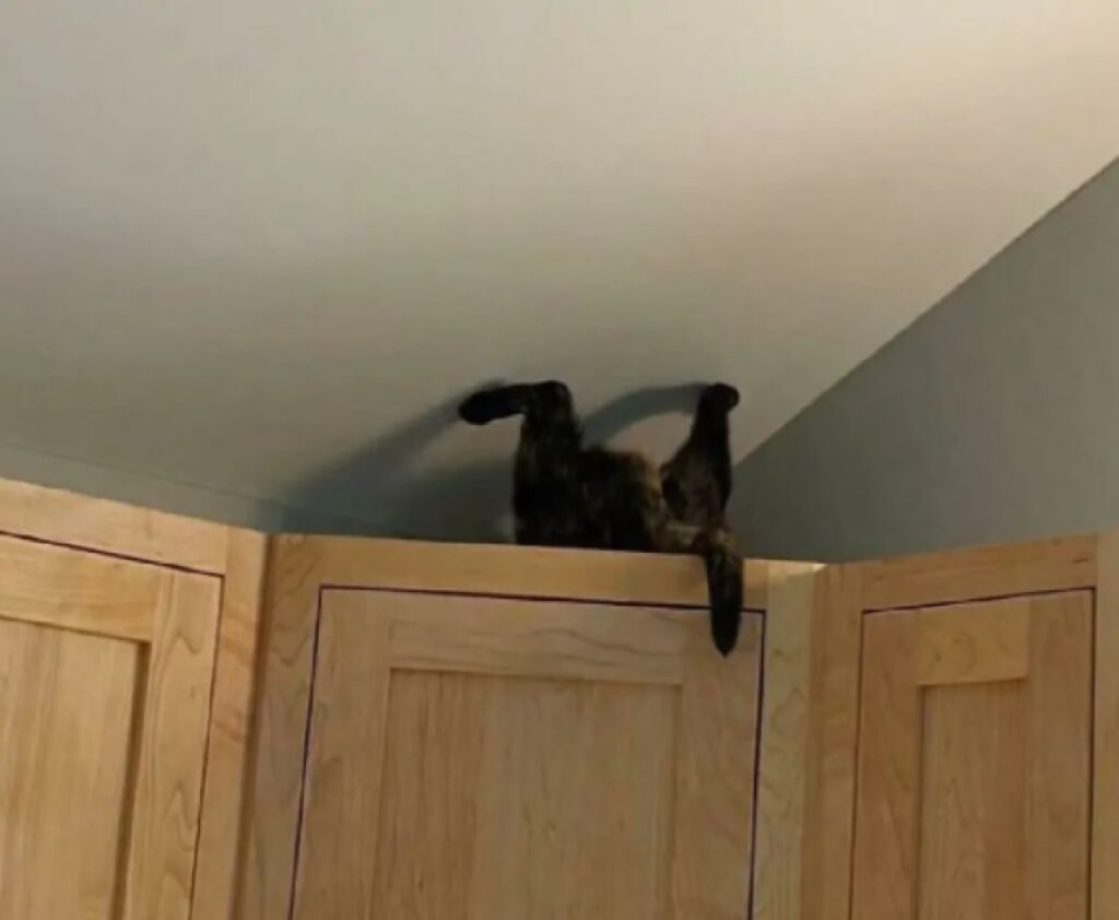 gatto zampe toccano soffitto 