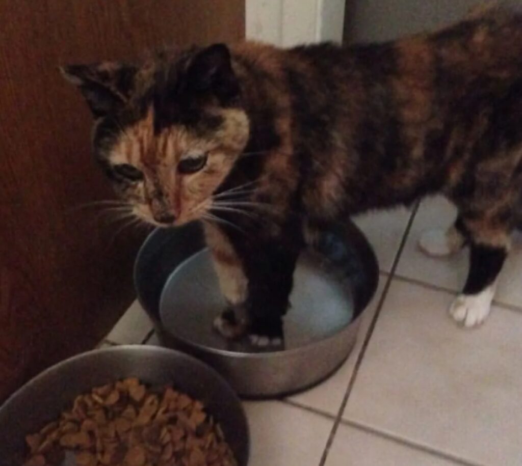 gatto immerge zampe nell'acqua 