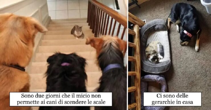 gatti che devono prendersi gioco dei cani