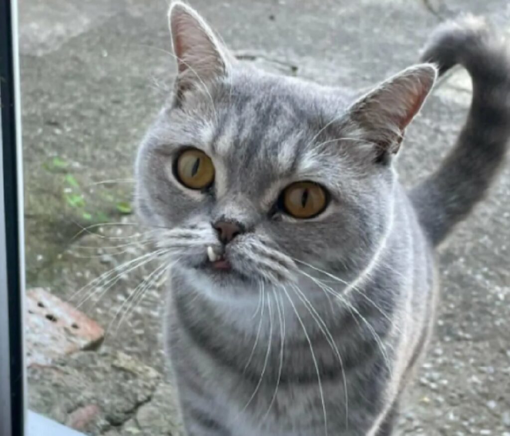 gatto denti fuoriesce bocca 