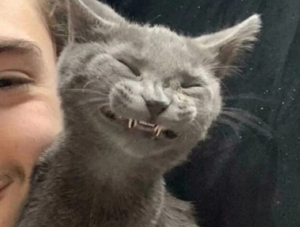 gatto sorriso molto bello 