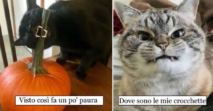 gatti che mostrano la loro identità