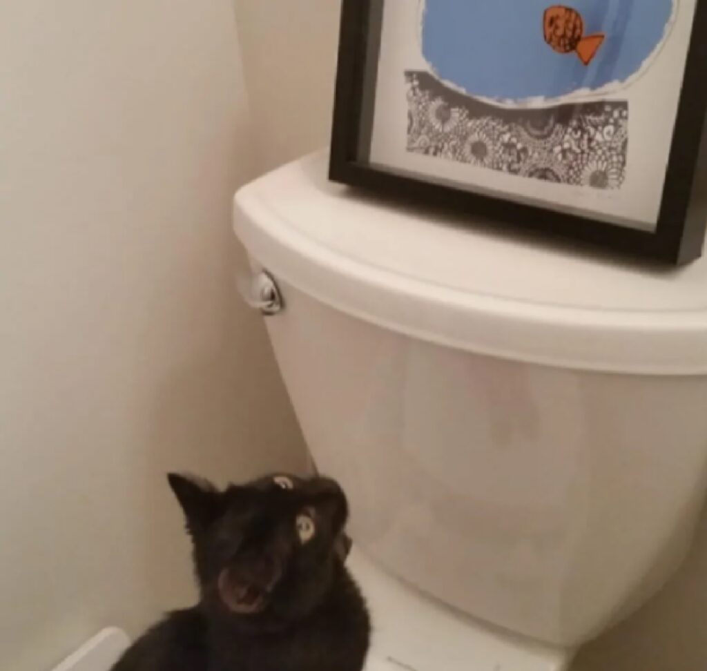 gatto osserva quadro blu 