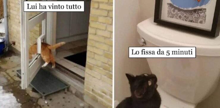 gatti che potrebbero godere di una buona fama