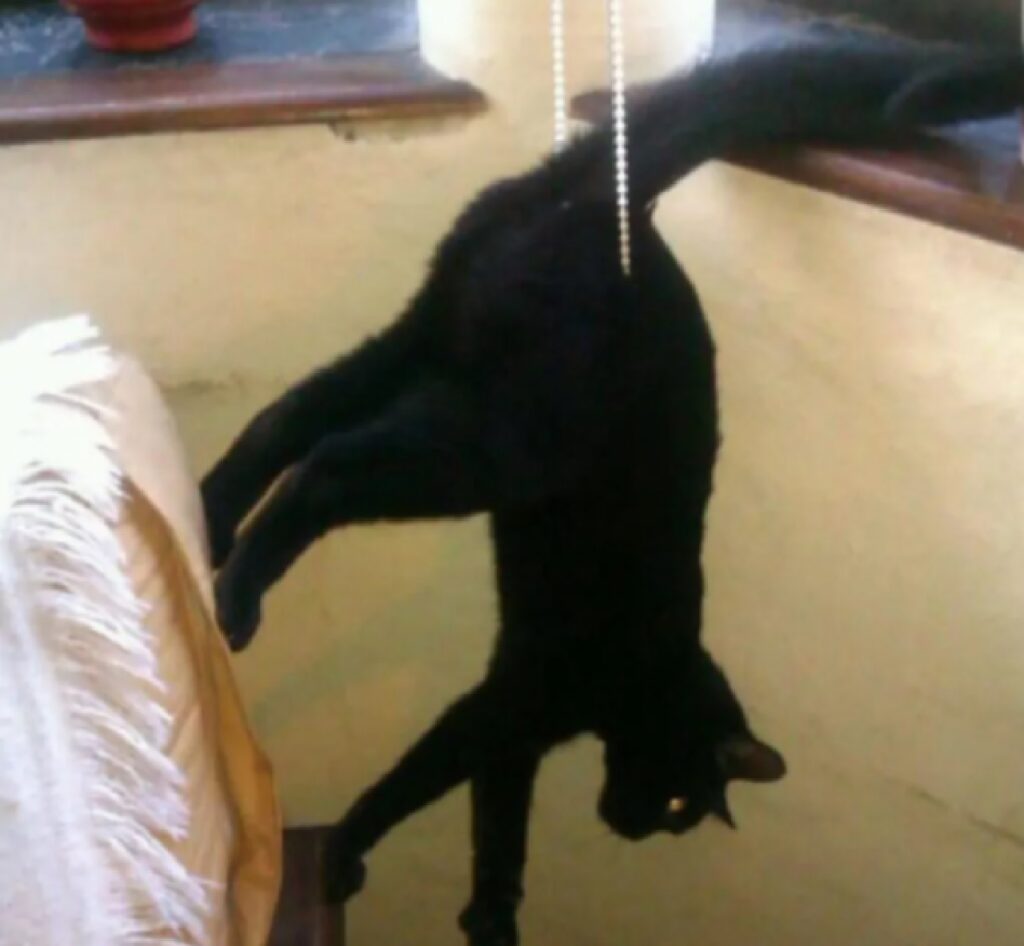 gatto legato con catenella 