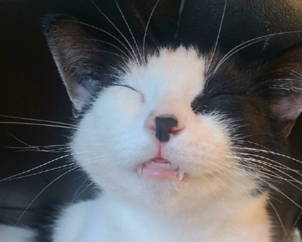 gatto macchia sul naso 