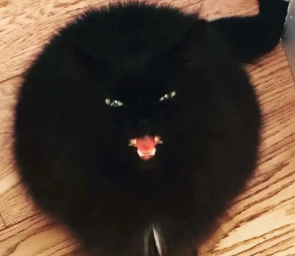 gatto è una palla nera 