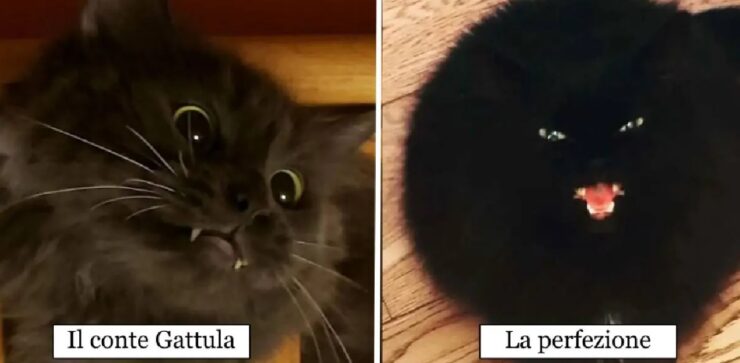 gatti che potrebbero recitare in un film