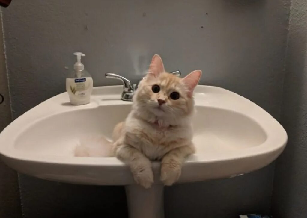 gatto bianco dentro lavandino bagno 