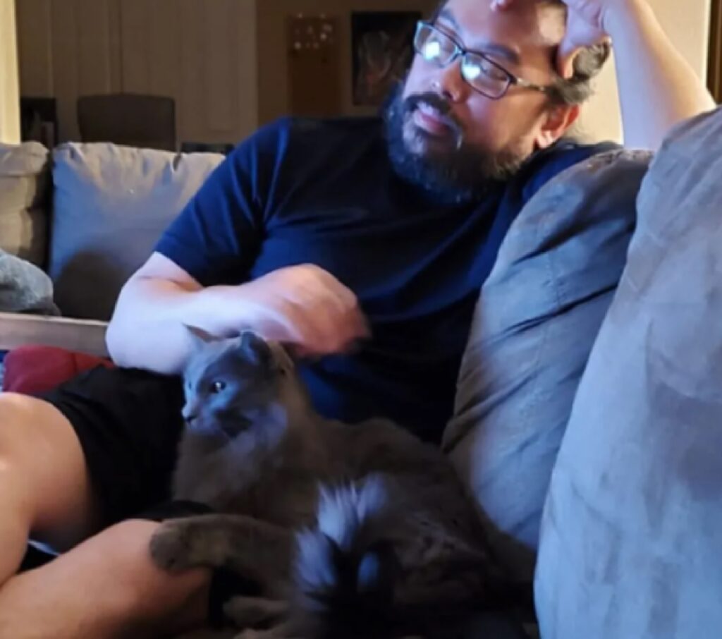 gatto su divano di casa 