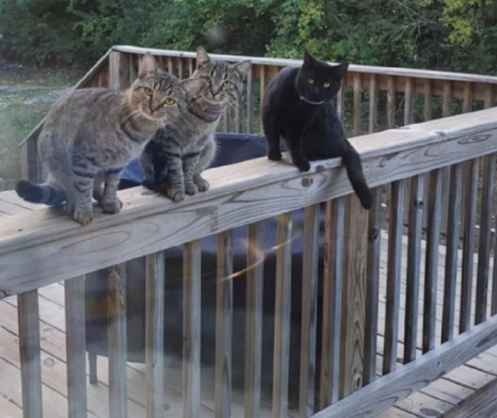 gatto nero insieme altri due mici 