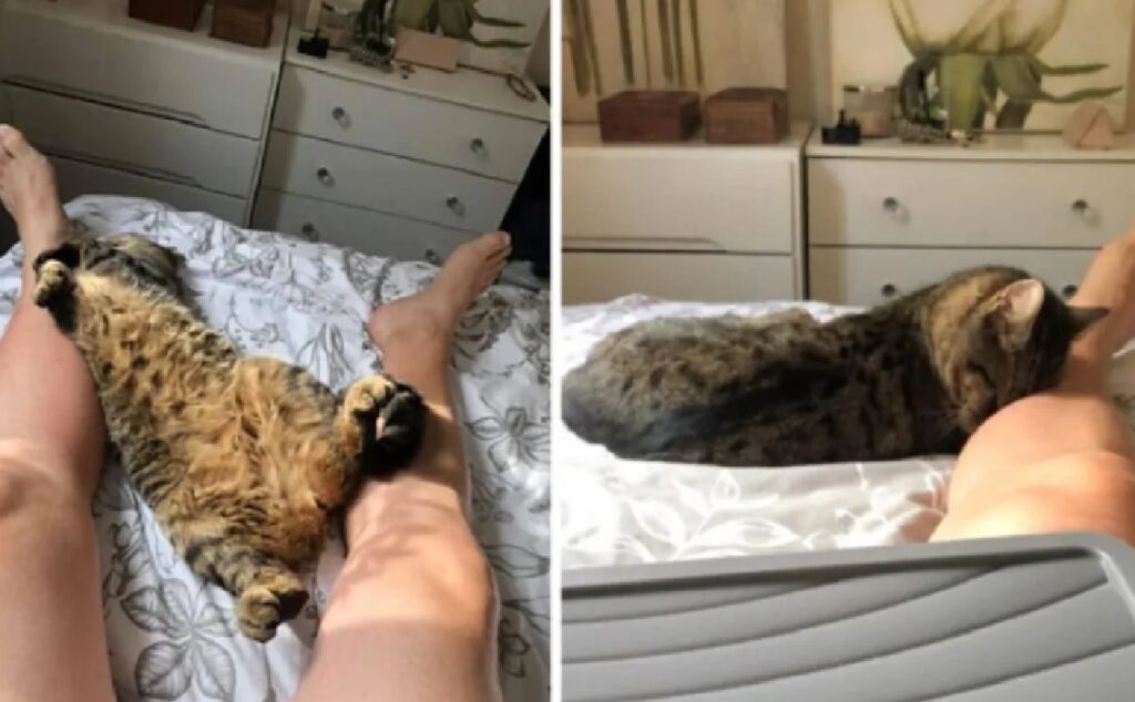 gatto sveglia persona sul letto 