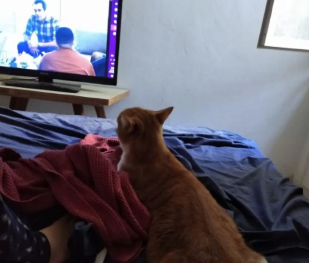 gatto rosso su letto non suo 
