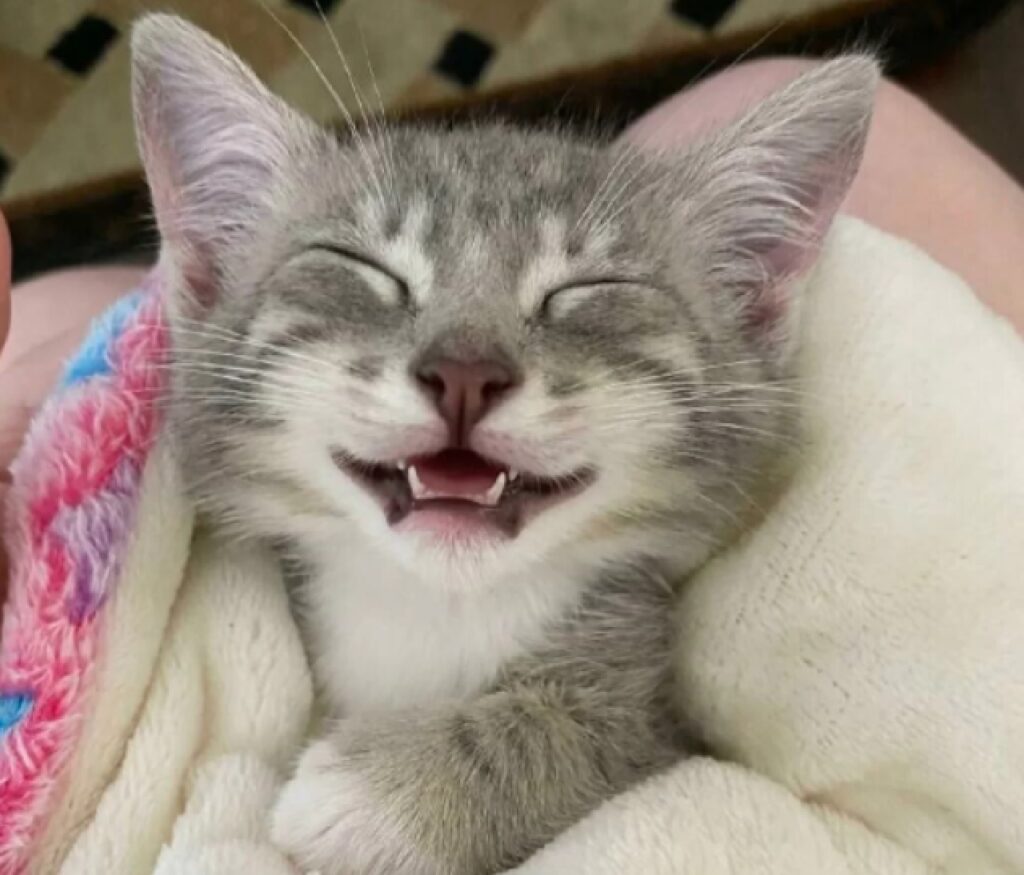 gatto piccolo sorride 