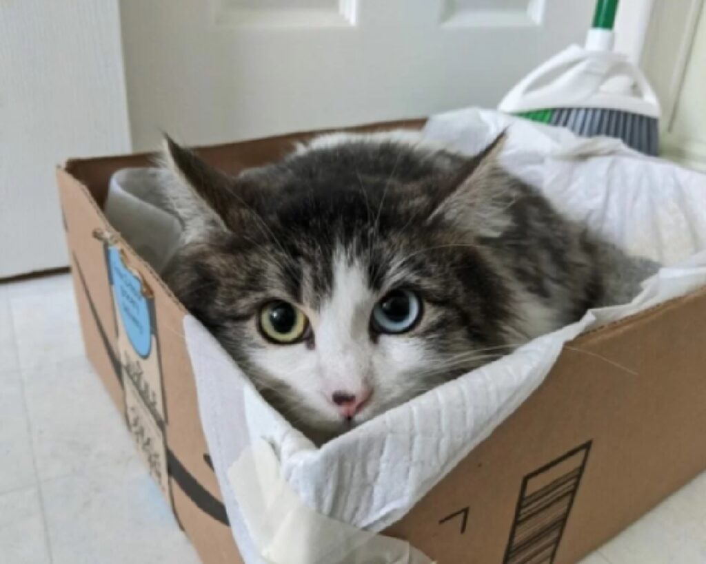 gatto europeo dentro scatola 