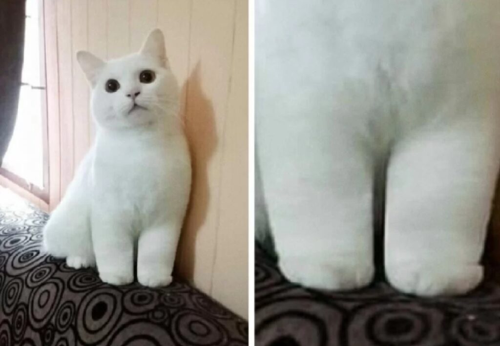 gatto pelo bianco paffuto 